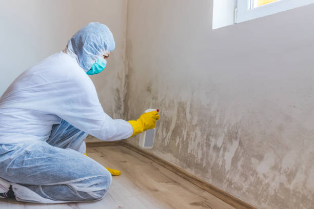 Mold Removal Process in Lorenz Park, NY