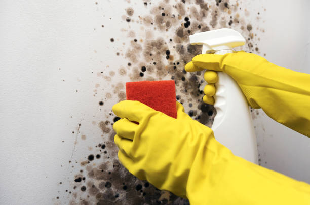 Best Mold Removal Company Near Me  in Lorenz Park, NY
