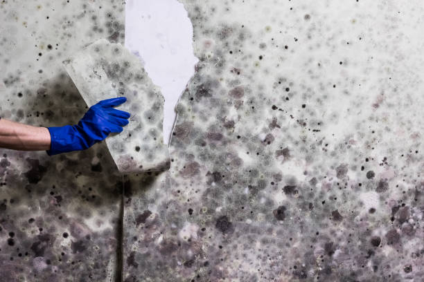 Best Toxic Mold Removal  in Lorenz Park, NY