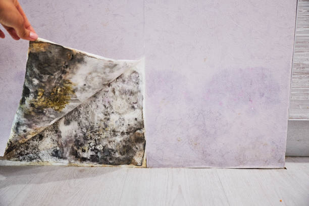 Best Home Mold Removal  in Lorenz Park, NY
